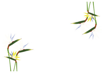 ストレリチア白フレーム