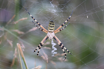 Argiope bruennichi in the center of its web