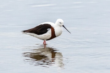 Australian Shorebird foraging Alone - Banded Stilt in Side View