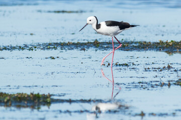 Pied Stilt in Motion with Reflection in Wetland