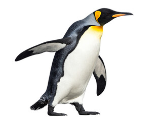 Fototapeta premium Side View of Emperor Penguin Walking with One Foot Raised, Arctic Wildlife Pose, Transparent Background