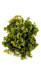 Fototapeta premium Dried green seaweed