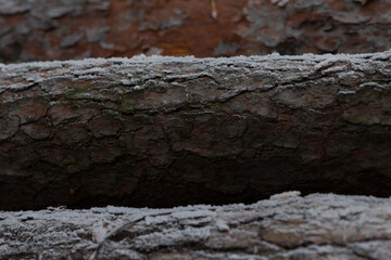 This image showcases a detailed closeup of a tree trunk, beautifully adorned with frost, highlighting the delicate beauty of natures winter touch