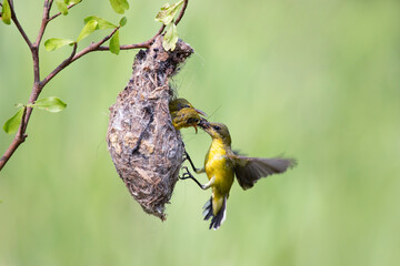 The female Olive backed sunbird ( Cinnyris jugularis ) returns to the nest to feeding Chicks, Sun-bird ( Cinnyris jugularis ) Female feeding new born chicks on branch, Sun-bird hovering  feeding chick