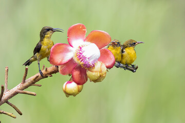 Olive backed sunbird ( Cinnyris jugularis ) feeding chick on exotic flower, Sun-bird ( Cinnyris jugularis ) Female feeding new born chicks on branch, Sun-bird hovering  feeding chick on branch