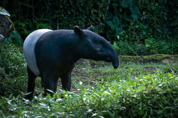 Potrait of Asian tapir (Tapirus indicus) in the asian forest, The Sumatran tapir (Tapirus indicus) is the only tapir species in the world that has a black and white color pattern