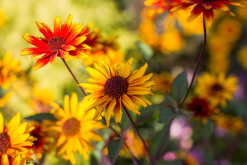 rudbeckia flowers in the garden - soft focus