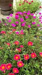 Close up beautiful red flower and purple flower in the garden.