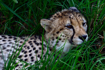 cheetah in the grass