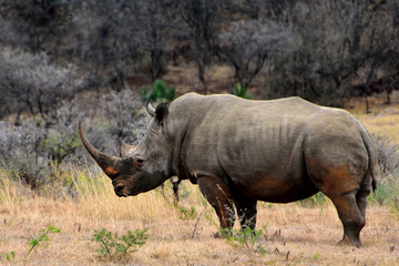 Fototapeta premium rhino in the wild