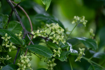 Euonymus europaeus, common spindle spring flowers closeup selective focus