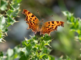 Comma Butterfly
