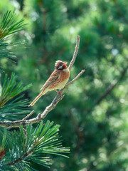 Pine bunting perching on a branch of siberian pine
