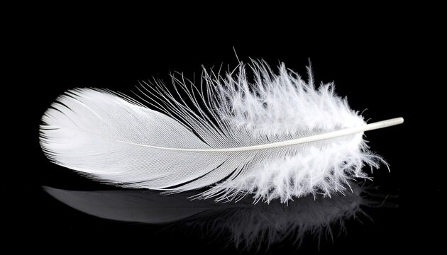 Fototapeta Close-up white feather on black background