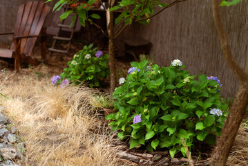 Small flowering hydrangea bushes in a backyard garden