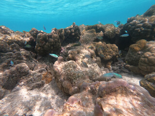 coral reef and see