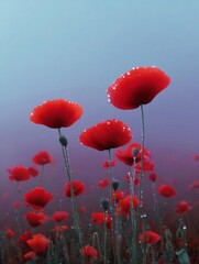 Close-up of a field of red poppies. the flowers are in full bloom, with their petals open wide and their stems and leaves visible.