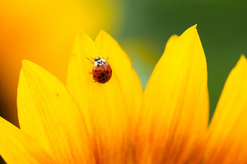 Bright yellow sunflower supports vibrant ladybug in a macro close-up during a sunny spring day in a garden