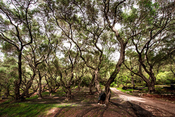 Beautiful magical spooky landscape with olive trees in a garden in Greece.
