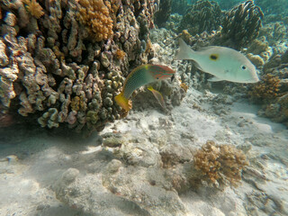coral reef and see