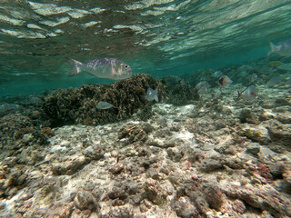 coral reef and see