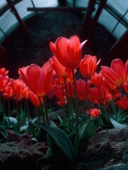 Close-up of a group of red tulips in a greenhouse. the tulips are in full bloom, with their petals open wide and their vibrant red color standing out against the dark soil.
