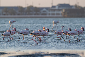 Fototapeta premium Group of lesser flamingos (Phoeniconaias minor) wading in lagoon, distant buildings and greater flamingos visible in warm evening light, Walvis Bay (Namibia)