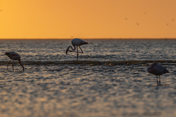 Greater flamingo (Phoenicopterus roseus) scratching head with foot in calm water, late afternoon in Walvis Bay (Namibia)