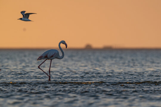 Greater flamingo (Phoenicopterus roseus) walking through water as a tern flies overhead, Walvis Bay (Namibia) lagoon at dusk