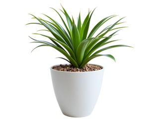Green Succulent Plant With Spiky Leaves In A White Pot With Gravel On A Transparent Background