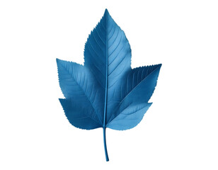 Blue leaf on transparent background