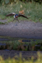 martin flying Lat. hirundo rustica
