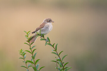 Red-Backed Shrike Perched on Branch in Natural Habitat