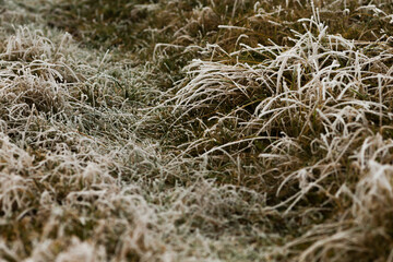 This is an extreme close up of a lush green field of grass that is beautifully covered in delicate frost crystals shimmering in the light