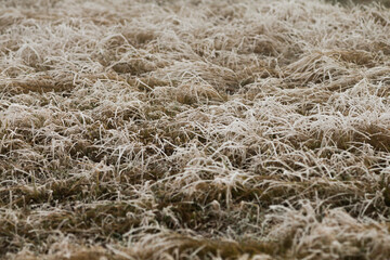 A close up view of a densely packed pile of dry grass scattered on the ground, showcasing its natural texture and color