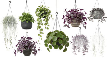 A Captivating Collection of Lush Hanging Plants Showcasing a Variety of Textures and Vibrant Greenery for Indoor and Outdoor Decor Inspiration