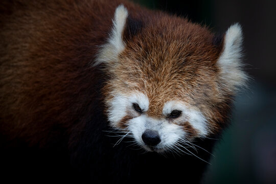 Portrait of a red panda "ailurus fulgens" on isolated background, Close-up head a red panda