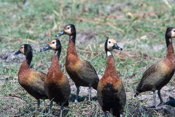 group of ducks