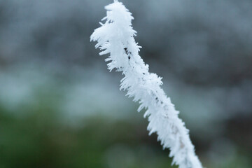 This image showcases a closeup view of a plant covered in delicate frost crystals, capturing the serene beauty of winters chill