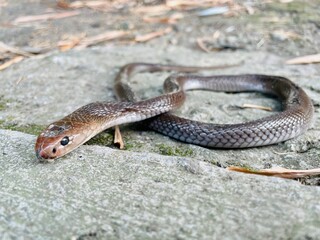 from the front of a dead Javanese cobra lying on the asphalt of the road with its tongue sticking out, the Javan cobra is almost extinct, the asphalt is thinly covered with moss, dry bamboo leaves 