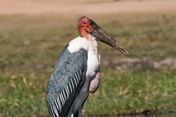 marabu at the beach