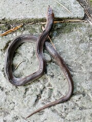 from above of a dead baby Javan cobra is lying on the asphalt of the road with its tongue sticking out, the Javan cobra is almost extinct, the asphalt is thin with moss, dry bamboo leaves are falling