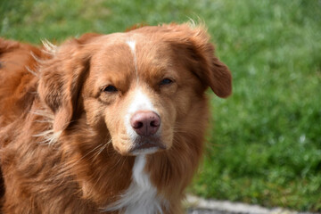 Red Duck Tolling Retriever Dog with Fluffy Fur