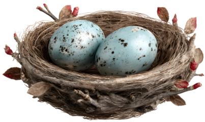 Nest with blue speckled eggs surrounded by twigs and leaves isolated on transparent background.