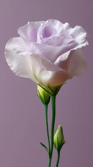 Obraz premium Soft lisianthus flower on flat lilac background, template for social media banner, digital marketing, web, mobile wallpaper, greetings card