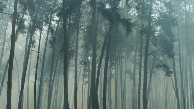 Dark Pine Forest Shrouded in Mist and Smoke. Desolate Pine Forest in the Wake of a Wildfire. Mysterious Forest with Wind, Smoke, and Foggy Darkness