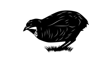 Blue-breasted Quail bird, black isolated silhouette