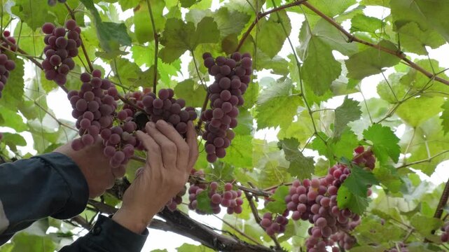 Close-up of grapes harvest. Winemaker is cutting  picking ripe grape bunches with pruner from vines during wine harvest season in vineyard. Viticulture Growing organic grapes Lydia for wine production