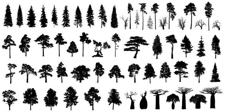 Big set of tree silhouettes. Trees of different natural zones, vector illustration.