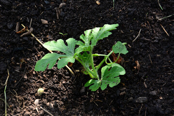 Young Watermelon Plant Growing in Soil close up